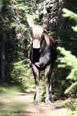 Orignal/Moose
