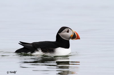 Macareux moine/Atlantic Puffin