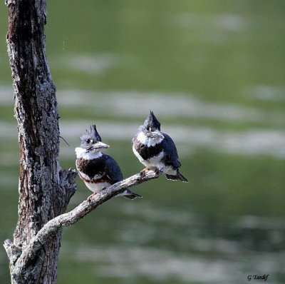 Martin-pêcheur d'Amérique/Belted Kingfisher