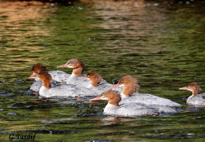 Grand Harle/Common Merganser