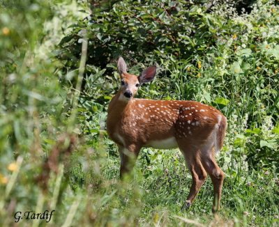 Cerf de Virginie/White-tailed Deer(juv)