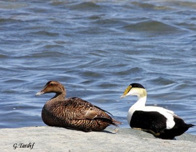 Eider à Duvet / Common Eider