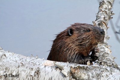 Castor / Beaver