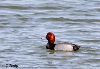 Fuligule  tte rouge / Readhead