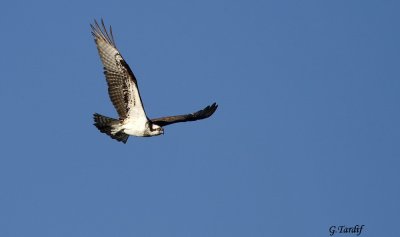 Balbuzard pcheur / Osprey