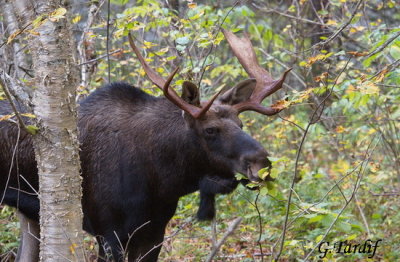 Orignal / Moose (buck)
