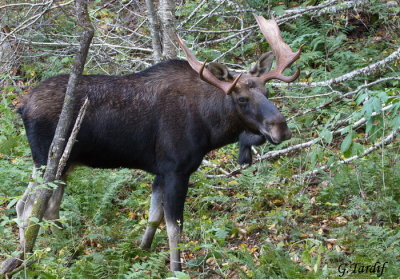 Orignal / Moose (Buck)