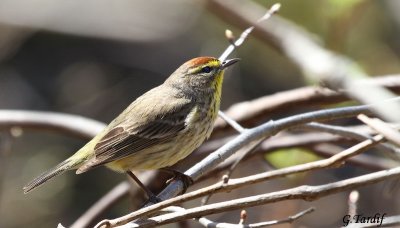 Paruline  couronne rousse / Palm Warbler