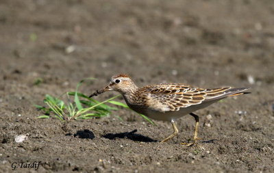 Bécasseau à poitrine cendrée / Pectoral Sandpiper