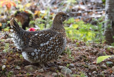 Ttras du Canada / Spruce Grouse 