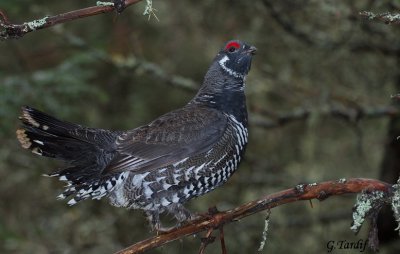 Tétras du Canada / Spruce Grouse