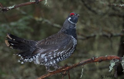 Ttras du Canada / Spruce Grouse