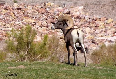 Mouflon / Wild Sheep