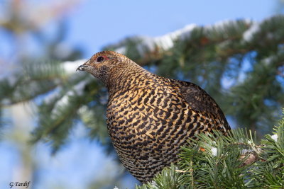 Tétras du Canada / Spruce Grouse
