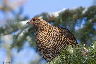 Ttras du Canada / Spruce Grouse