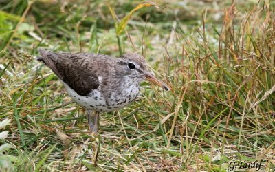 Chevalier grivel / Spotted Sandpiper