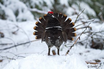 Ttras du Canada / Spruce Grouse