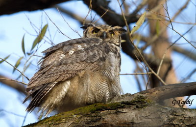 Grand- Duc D'Amrique / Great Horned Owl