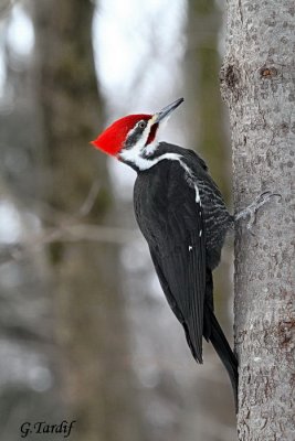 Grand Pic / Pileated Woodpecker 