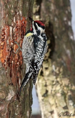 Pic Macul / Yellow-bellied Sapsucker(Mle)