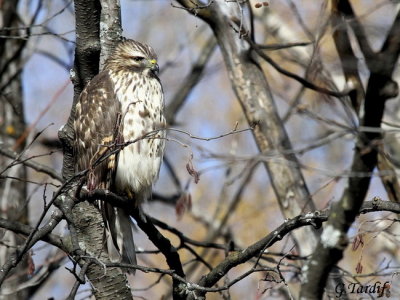 pervier de cooper / Cooper's Hawk