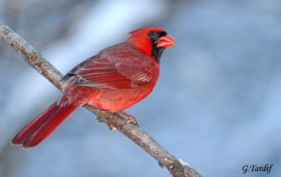 Cardinal Rouge / Northern Cardinal