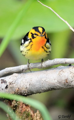 Paruline  gorge orange / Blackburnian Warbler