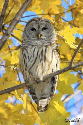 Chouette raye / Barred Owl