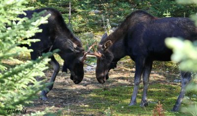 Orignal / Moose