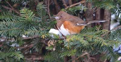 Tohi  Flancs Roux / Eastern Towhee (femelle) 