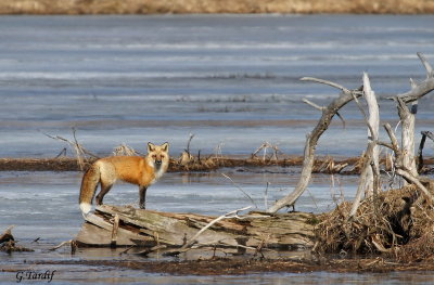 Renard / Fox