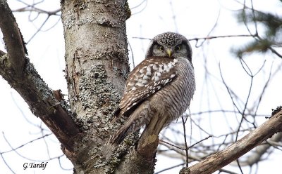 Chouette pervire  / Northern Hawk Owl