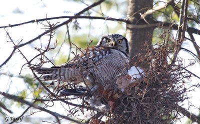 Chouette pervire / Northern Hawk Owl 
