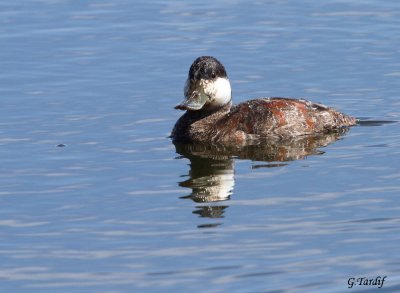 rismature rousse / Ruddy Duck