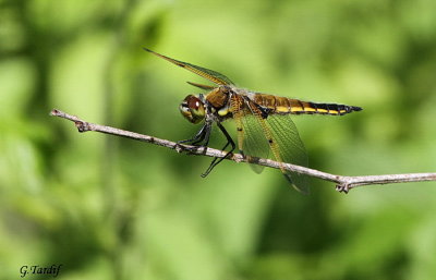 Libellule / Dragonfly