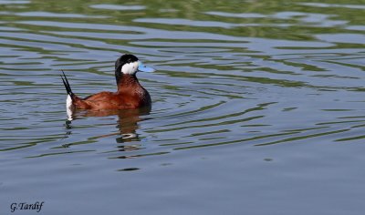 Érismature rousse / Ruddy Duck