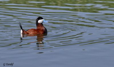 rismature rousse / Ruddy Duck