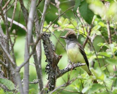 Tyran hupp / Great Crested Flycatcher
