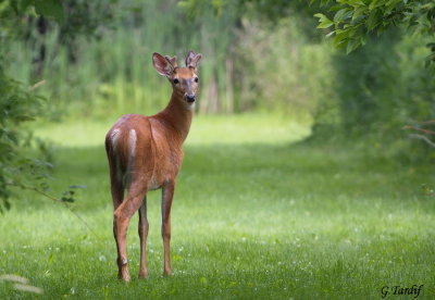 Cerf de Virginie / White-Tailed Deer