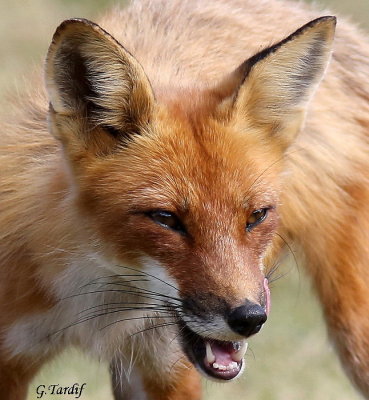 Renard / Fox