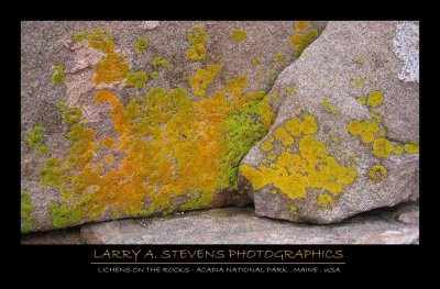 LICHENS ON A ROCK - ACADIA NP