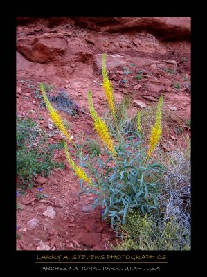 Flowers - Arches NP