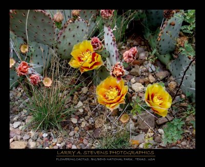 Yellow Cactus Flowers - BIG BEND NP