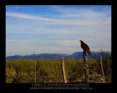 BIG BEND NP - Condors Realm