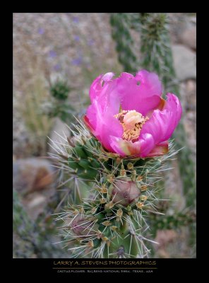 Pink Cactus Flower - BIG BEND NP