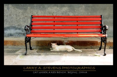 CAT UNDER A RED BENCH