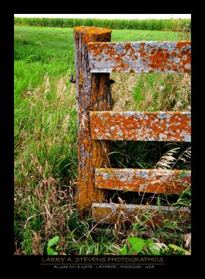 Lichens on a Gate