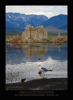 MONO LAKE TUFA SNP - Seagull