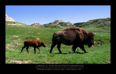 THEODORE ROOSEVELT NP - Bison, Mother & Calf