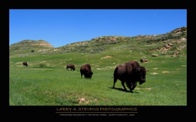 THEODORE ROOSEVELT NP - Bison